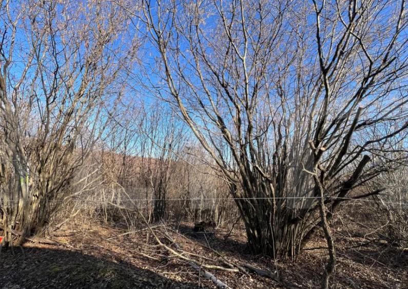 Teren de Vanzare comuna Ciurila - 1