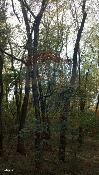 Teren forestier 15,618 mp Santimreu / com. Salard - 5