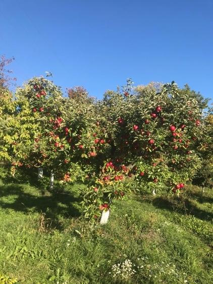 Casa 216mp cu vie si livada, 2500 mp teren – Horodistea, comuna Cotnari, Iasi - 6