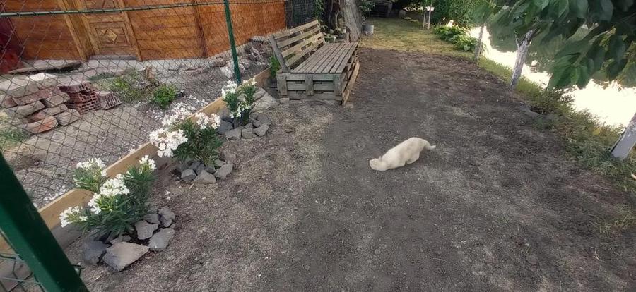 Casa apartament 3 camere Traian - 2