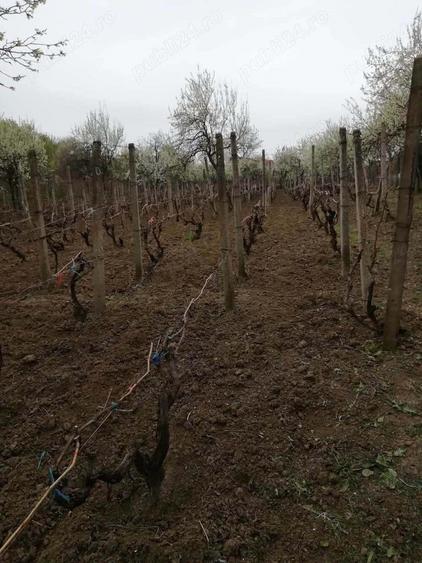 Vand teren intravilan , cultura de vie si casa batraneasca - 5