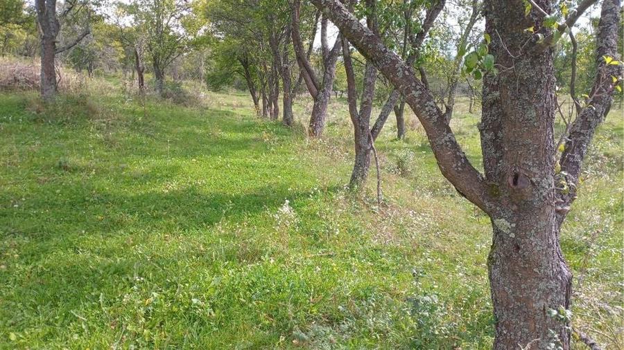 Teren extravilan 10.000 mp – Livadă de pruni, Dorolea (15 km de Bistrița) - 3