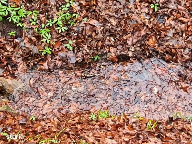 Teren Poiana Marului pretabil investitie 5 euro/mp - 6