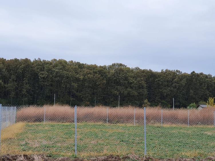 TEREN CONSTRUCTII-INTRAVILLAN-SUPERB-SNAGOV-PADURE-UTILITATI-PROIECT - 4