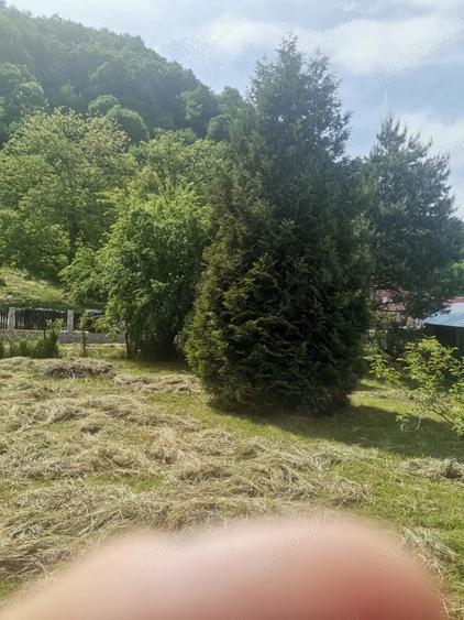 Casa Caras Severin Rusca Montana - 7