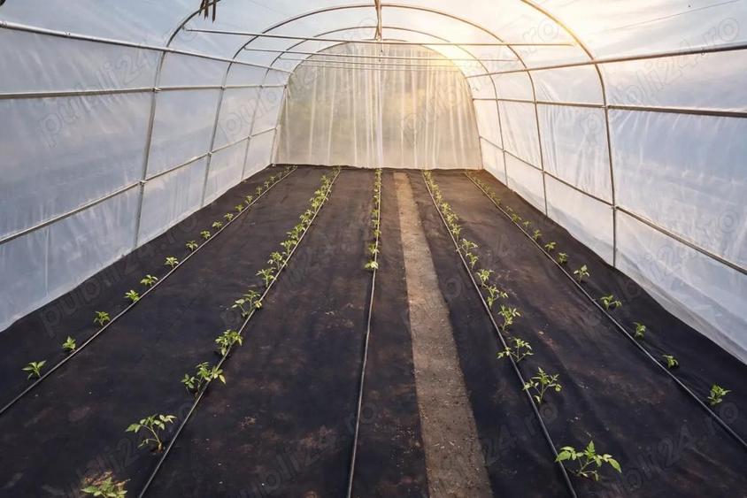 2 Case de Vanzare 200 mp + teren 3.074 mp | Prosumator 7 kW + baterie | vie, lavanda, solar | Cordun - 7