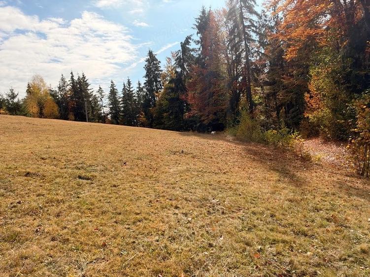 Teren de 3250 mp, în Scărișoara