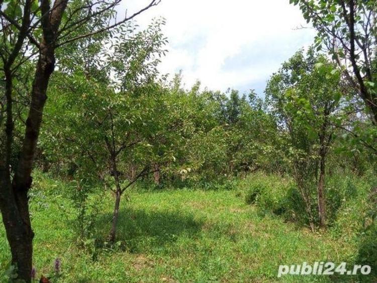Teren de 3200 mp, în Câmpina