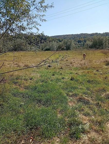 Casă cu 1 camere cu Teren 5500 Mp în Cacica