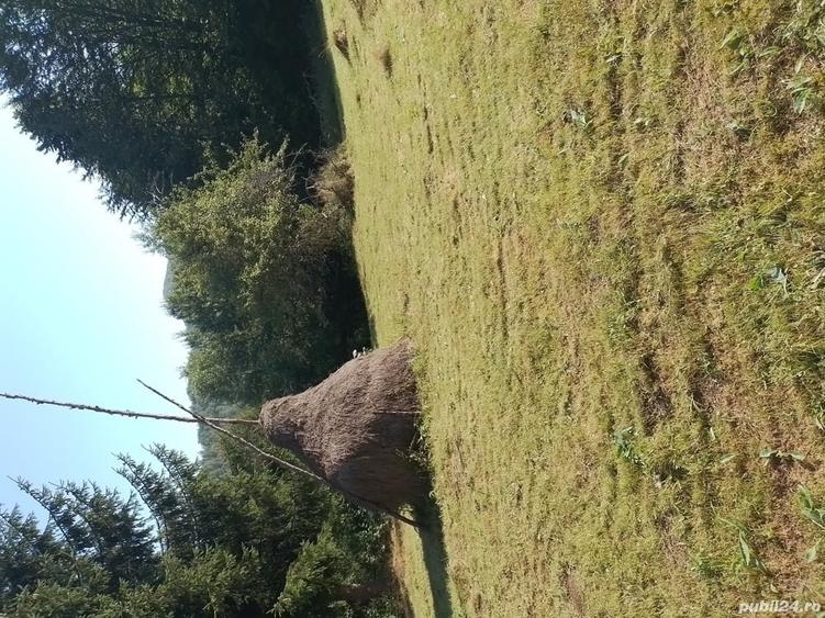 Teren de 10000 mp, în Avram Iancu