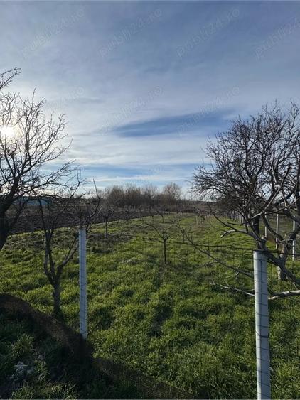 Teren de 1300 mp, în Curtișoara