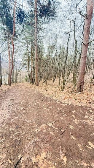 Teren intravilan de 24880 mp, în Griviței