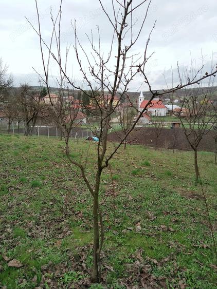 Teren de 3000 mp, în Călărași