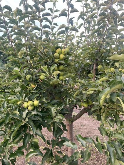 Casă cu 4 camere cu Teren 2500 Mp în Berceni