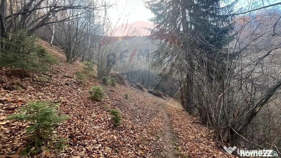 Teren Colinar Panoramic 17.684 mp in Scheii Bra?ovului - 1