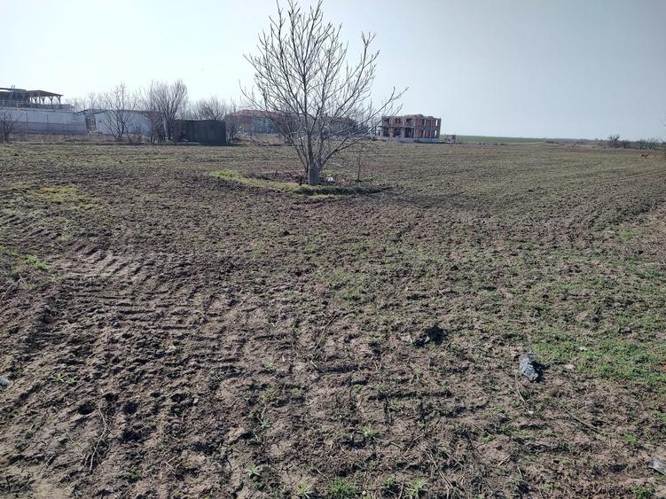 Teren de 5000 mp, în Frumușani