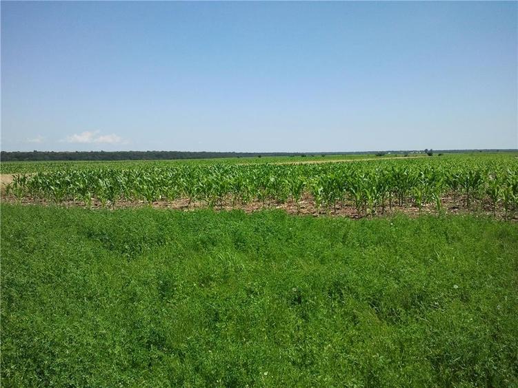Teren de 3600 mp, în Moara Vlăsiei