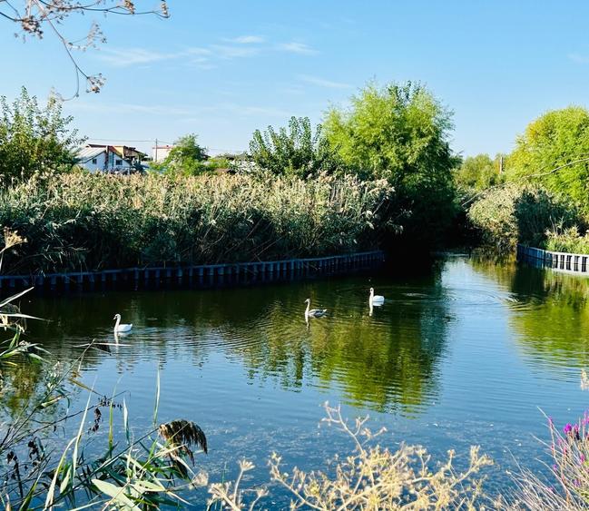 Casă individuală cu 5 camere cu Canalizare în Chitila