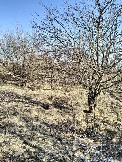 vand teren agricol satul Crocna judetul Arad