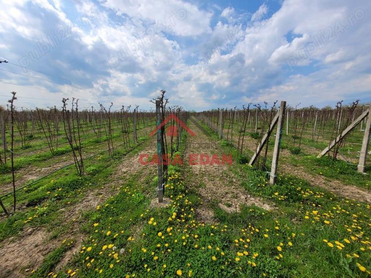 Teren extravilan in Baicoi 10.000mp plantatie mure --80.000e - 14