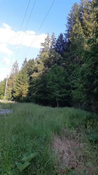 Teren de 2250 mp, în Albac