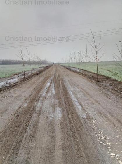 Teren intravilan de 5000 mp, în Cazasu