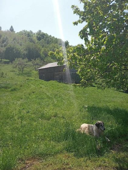 Casă cu 2 camere cu Teren 500 Mp în Tranișu