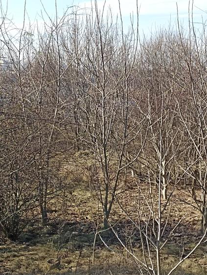 Teren agricol intravilan de 606 mp, în Pantelimon