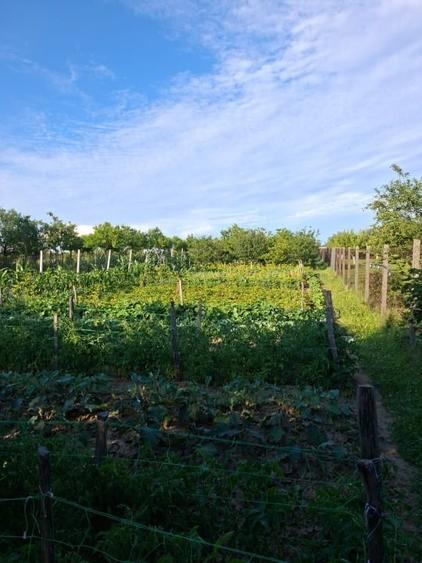 Teren intravilan de 1800 mp, în Viile Satu Mare