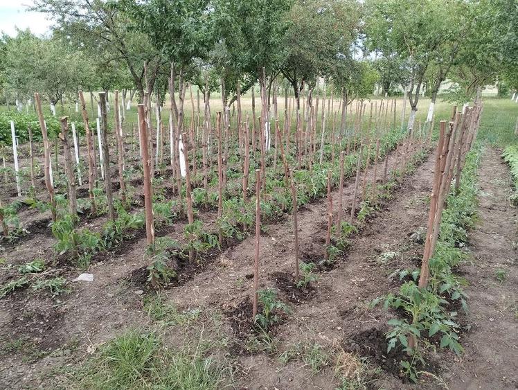 Casă cu Teren 3400 Mp în Central