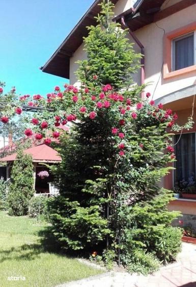 Vila 6 camere - 4