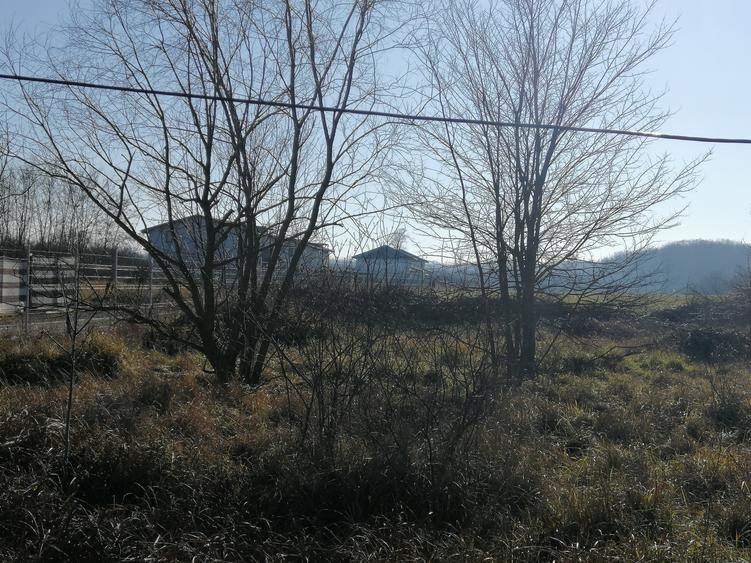Teren Construcții intravilan de 43136 mp, în Siliștea Snagovului