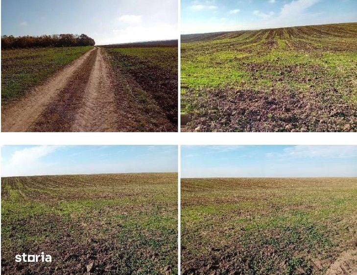 Teren de 6700 mp, în Negrași