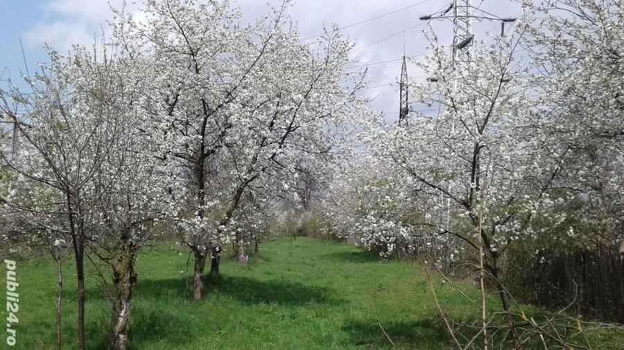 Teren în Central