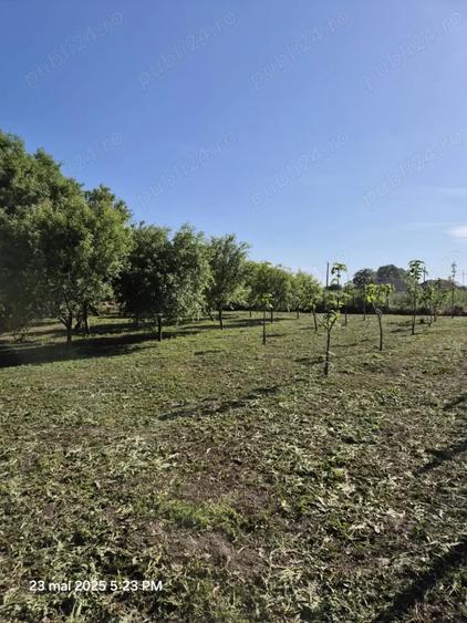 Teren de 1500 mp, în Sălcioara