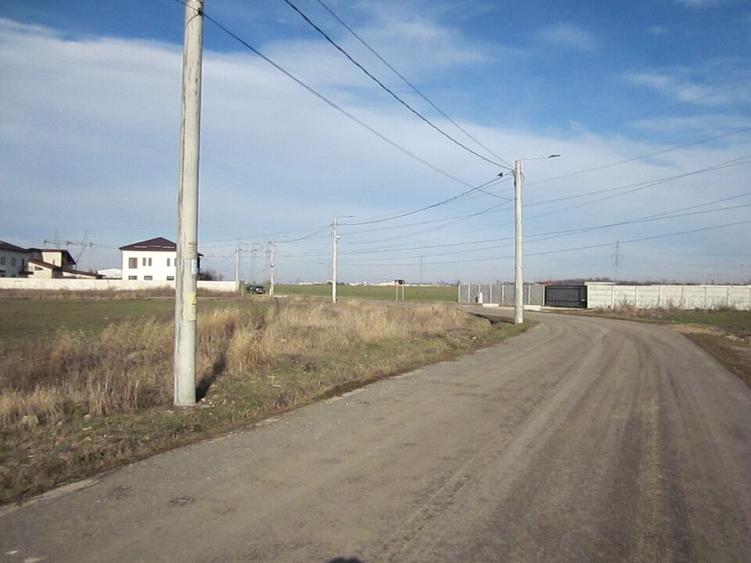 Domnesti-Crengutei-Narciselor - 2