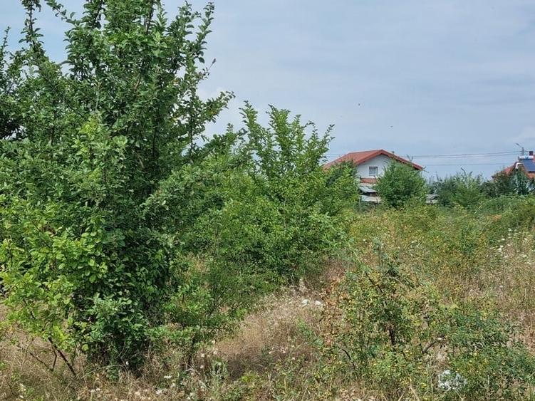 Vanzare Teren Rezidential 1 Decembrie Ilfov 35000mp - 7