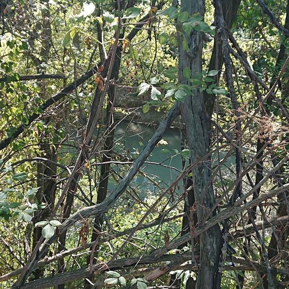 Teren vanzare Ciolpani / Luparie 10.000 PROMOTIE DE SARBATORI - 7