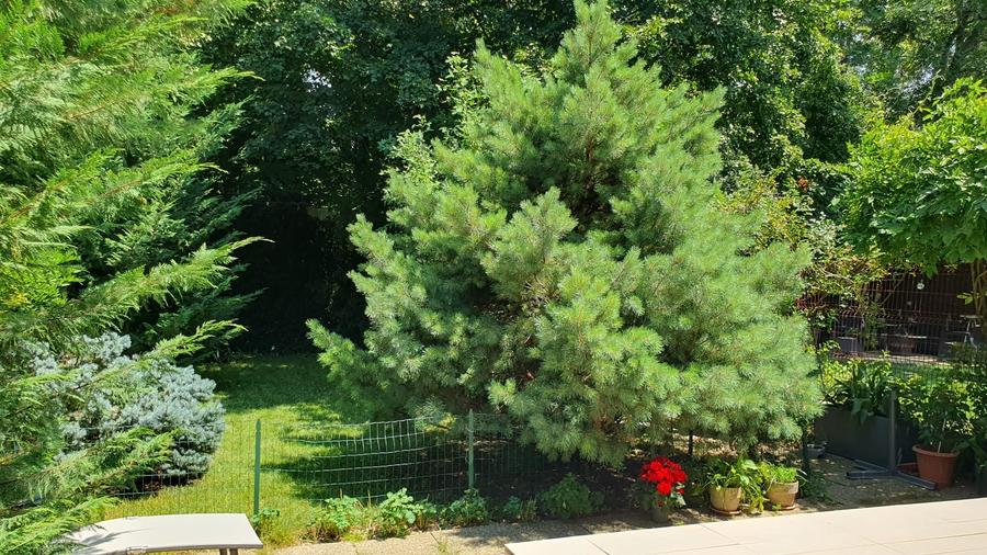 Casa superba langa padurea Baneasa, liceul Francez, metrou Paris, curte proprie - 18