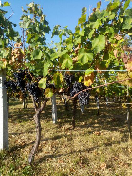 Teren cu vita de vie, Ardud Vii - 5