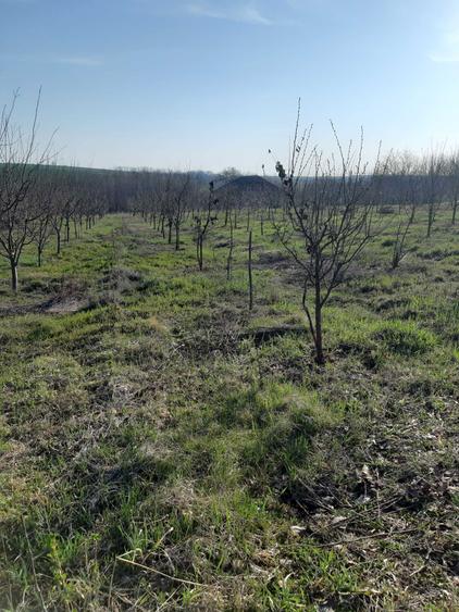 Vind teren in Fedeleseni-Strunga, Iasi - 5