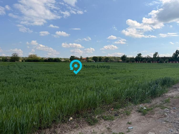 Teren Snagov - Cioflinceni | Drum amenajat | Aproape de Padure si Lac - 4