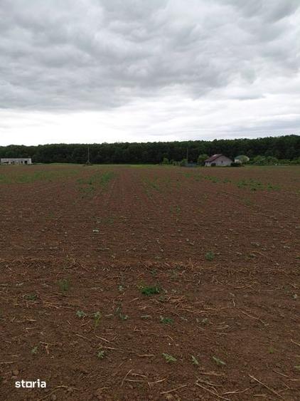 Teren de 3750 mp, în Snagov