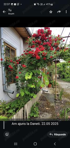 Casa centru Daneti, 80mp, curte si gradina 3.000 mp, apa + curent - 4