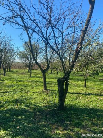 casa de vanzare in orasul Livada - 2