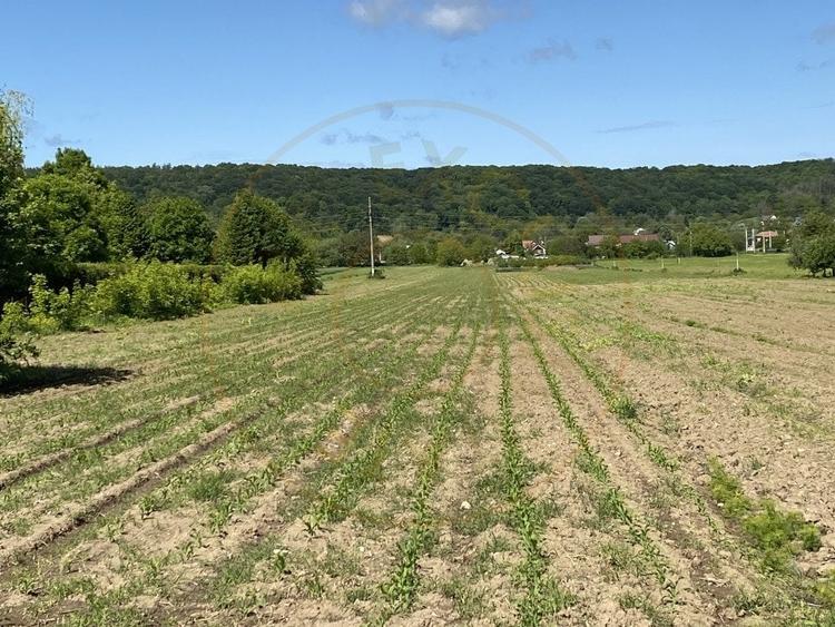 Teren intravilan 7.295 mp – Argeselu, Maracineni, AG - 7