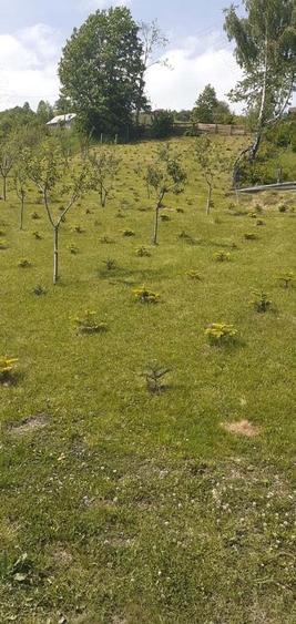 Cabana cu teren la munte - 6