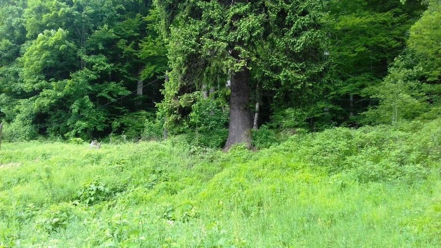 Teren Busteni, 3.999 mp, deschidere DN 1 aprox. 113 m, comision 0% - 6