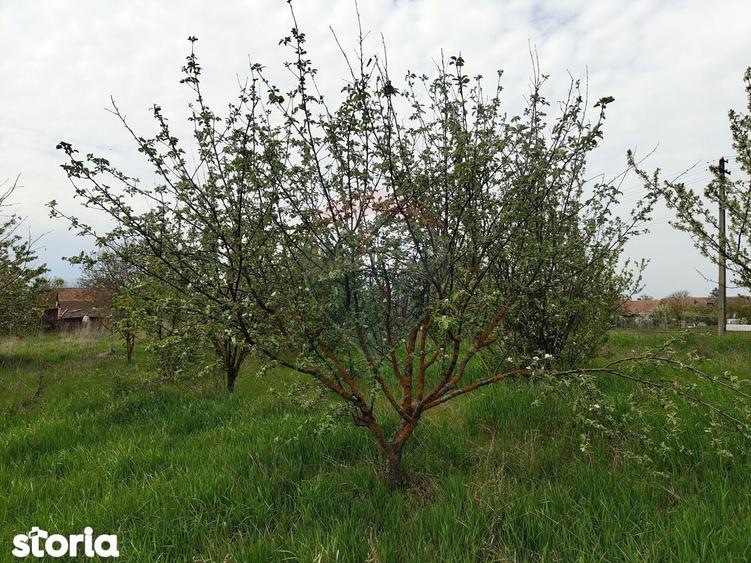 Casa de vanzare cu teren de 2175 mp,anexe si livada generoasa | Mailat - 19