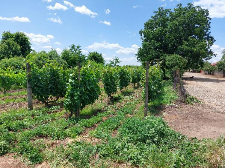 Teren intravilan vie, com. Merei, sat Izv. Dulce, suprafata 1961 mp - 2